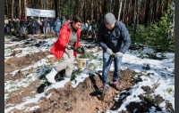 В Челябинском городском бору высадили саженцы сосны
